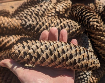 30 Real Large Pine Cones - NORWAY SPRUCE - Dry &  hand picked from the Adirondack Mountains
