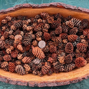 May include: A wooden bowl filled with a variety of pine cones in shades of brown and tan. The bowl is made from a tree trunk and has a natural, rustic look.