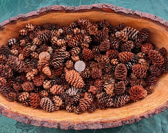 REAL 175 Pine Cones handpicked, Clean & Dry Adirondack Pinecones, Home Decor Crafting, Wedding piece, Firestarter's