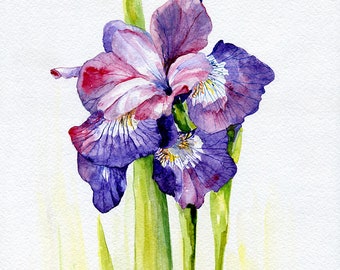 Iris PRINT Purple Flowers Print of Original Watercolor Painting Blue Pink