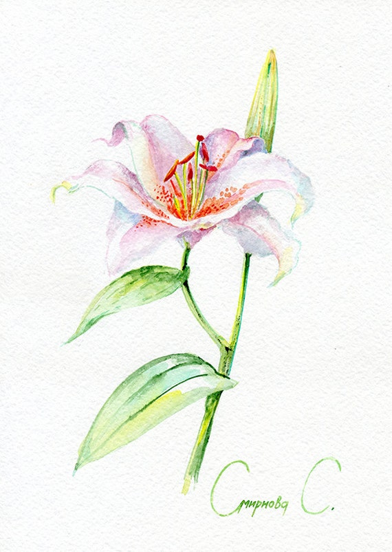 Lily flower Watercolor Original Painting from the Artist Etsy