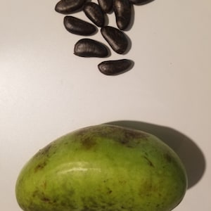 Paw Paw Seeds