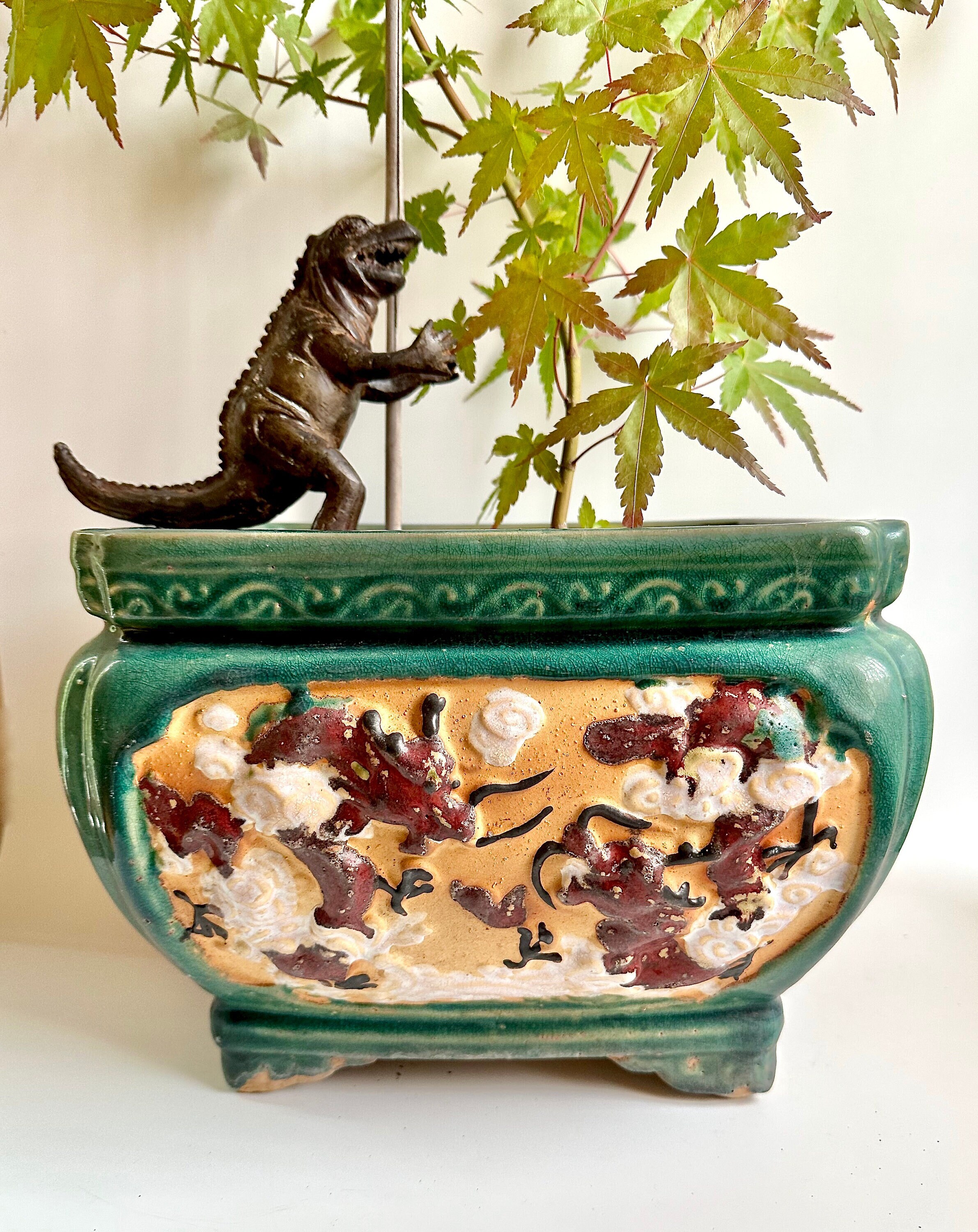 12+ Dragon Plant Pot