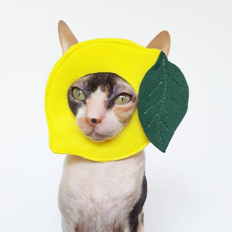 Zitrone Haustierkostüm für Katzen kleine Hunde und andere Haustiere in zartem Gelb mit gesticktem Blatt Bild 1