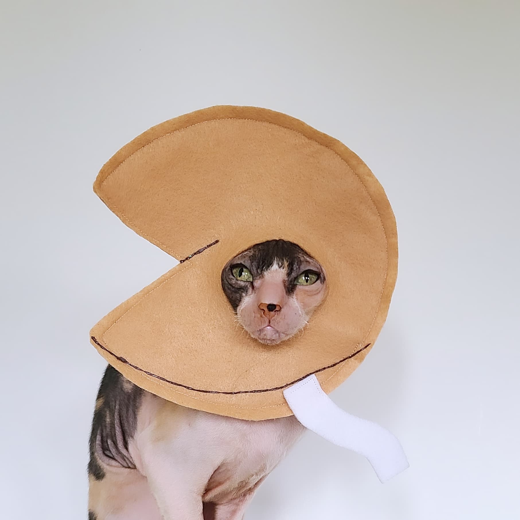 Cat Fortune Cookies Etsy UK