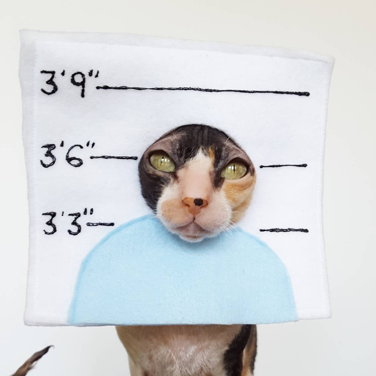 Cat prisoner costume top