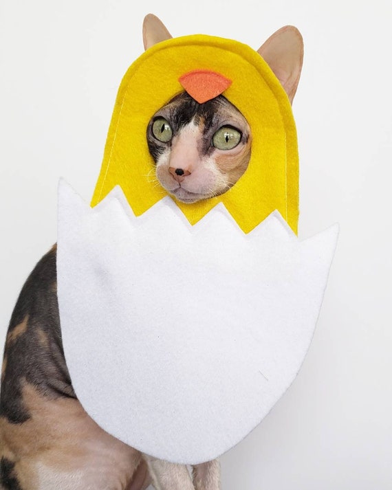 Chicky In Egg costume for spring Easter photoshoot pet outfit | Etsy