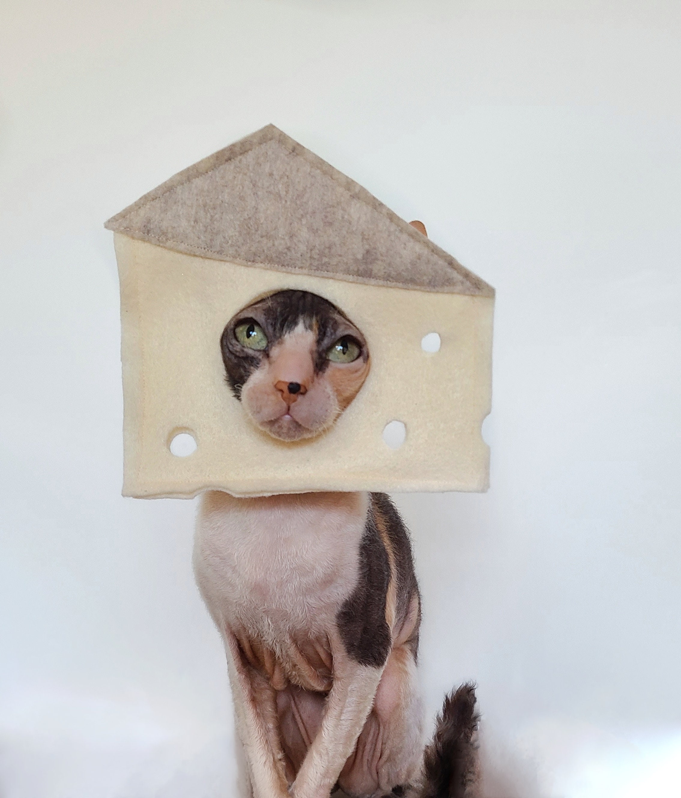 Cheese Swiss or Cheddar American Cheese Tax Costume in Soft Felt for Cats Small Dogs Small Pets Tiktok Instagram Photoshoot Photobooth Etsy