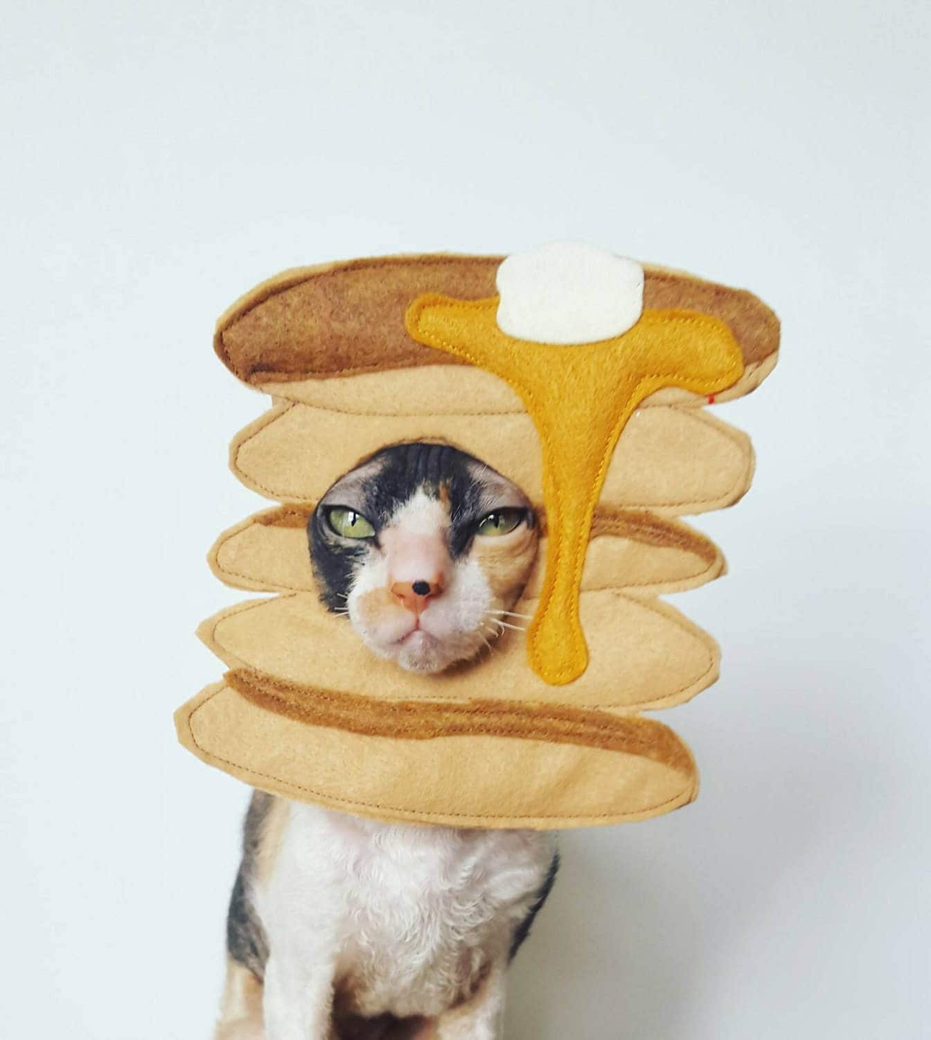 Pancake Pet Costume for Cats Dogs and Small Pets Breakfast Etsy Canada