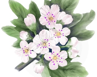 Watercolor Hawthorn Sticker, May Birth Flower, May Day Tree