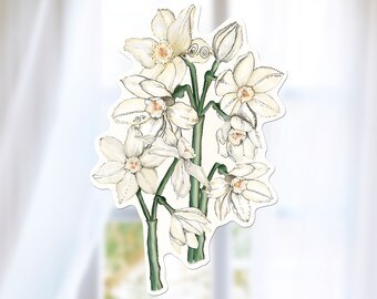 Watercolor Paper Whites Sticker, December Birth Flower Decal