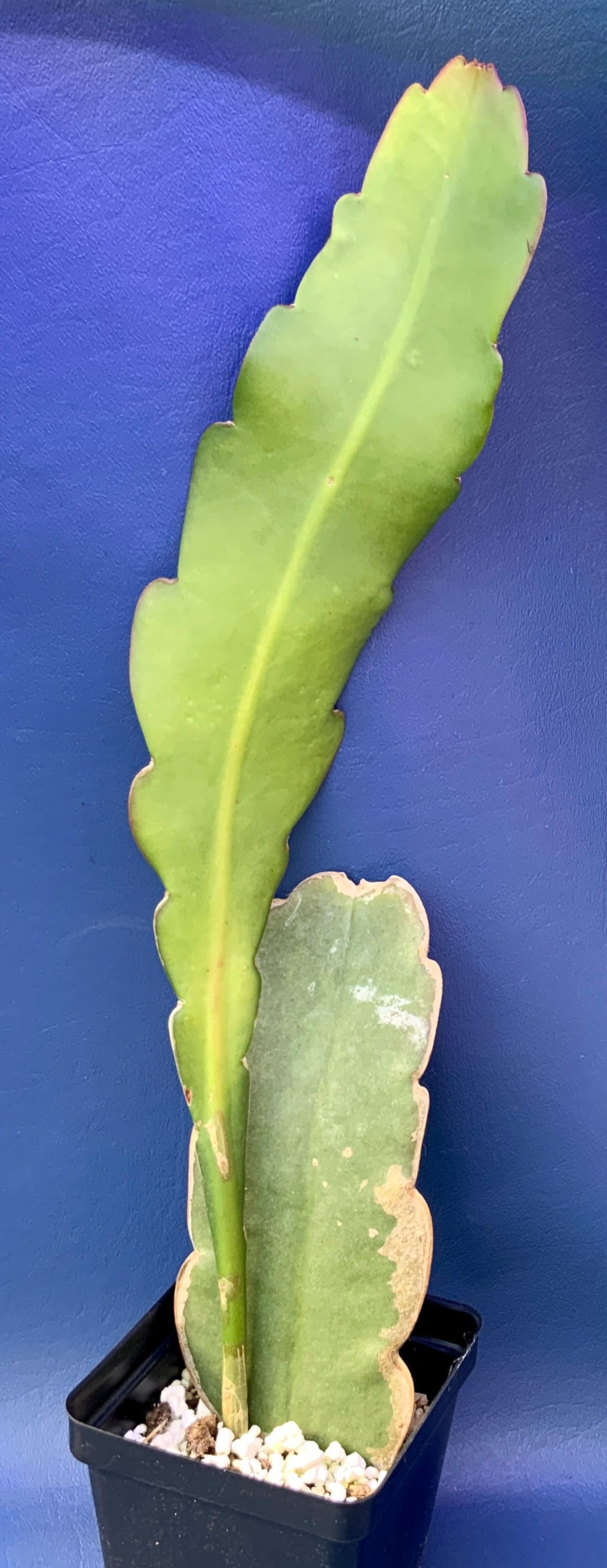 Epiphyllum phyllanthus ssp. phyllanthus shown in a 4 pot Etsy