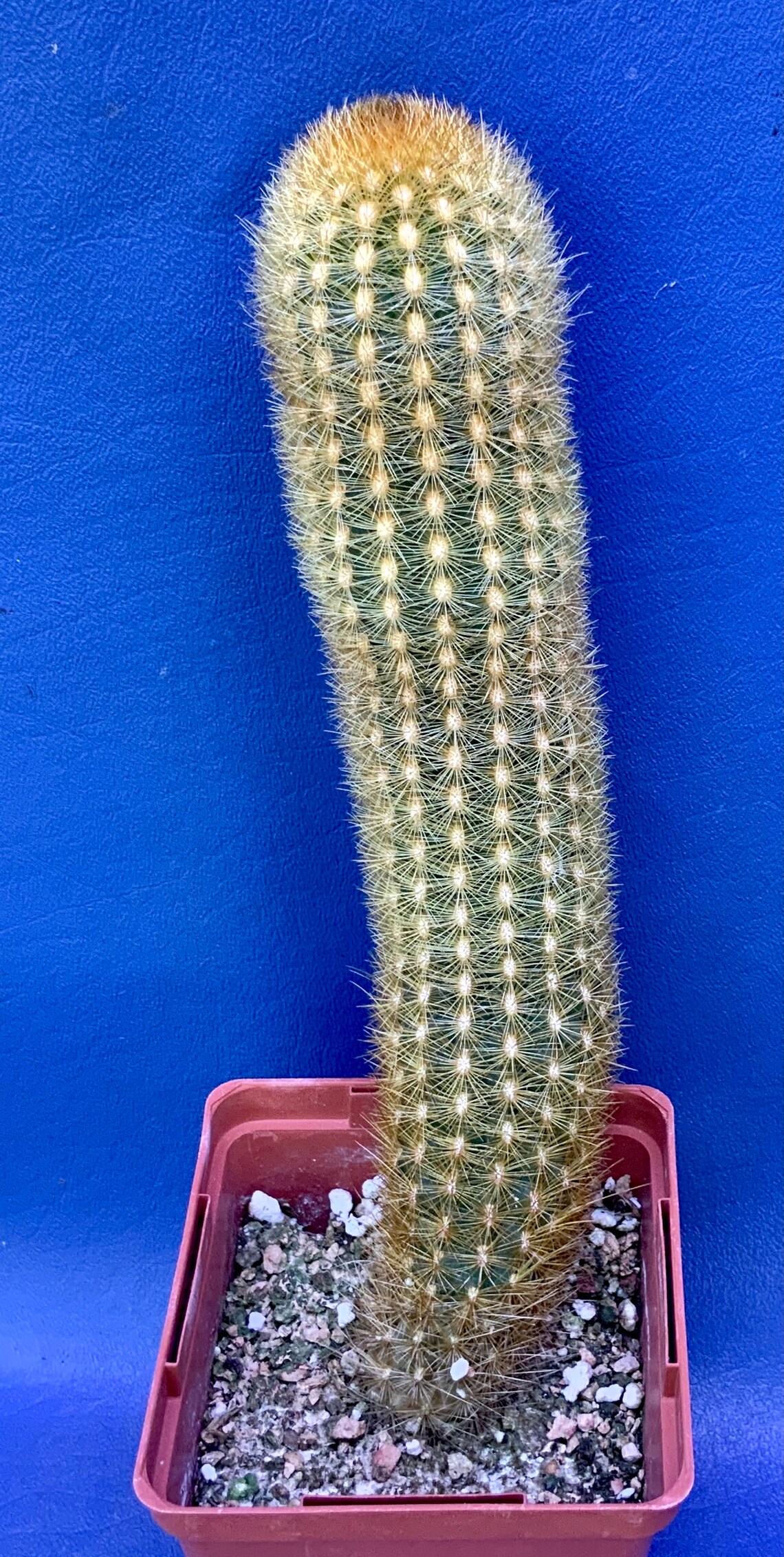 Cleistocactus icosagonus 8.5 tall shown in a 4 pot | Etsy