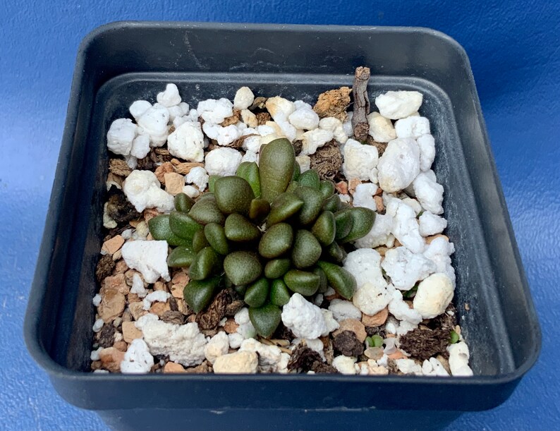 Heat Pack included! Anacampseros miniatura DT 2466 shown in a 2 pot #1147
