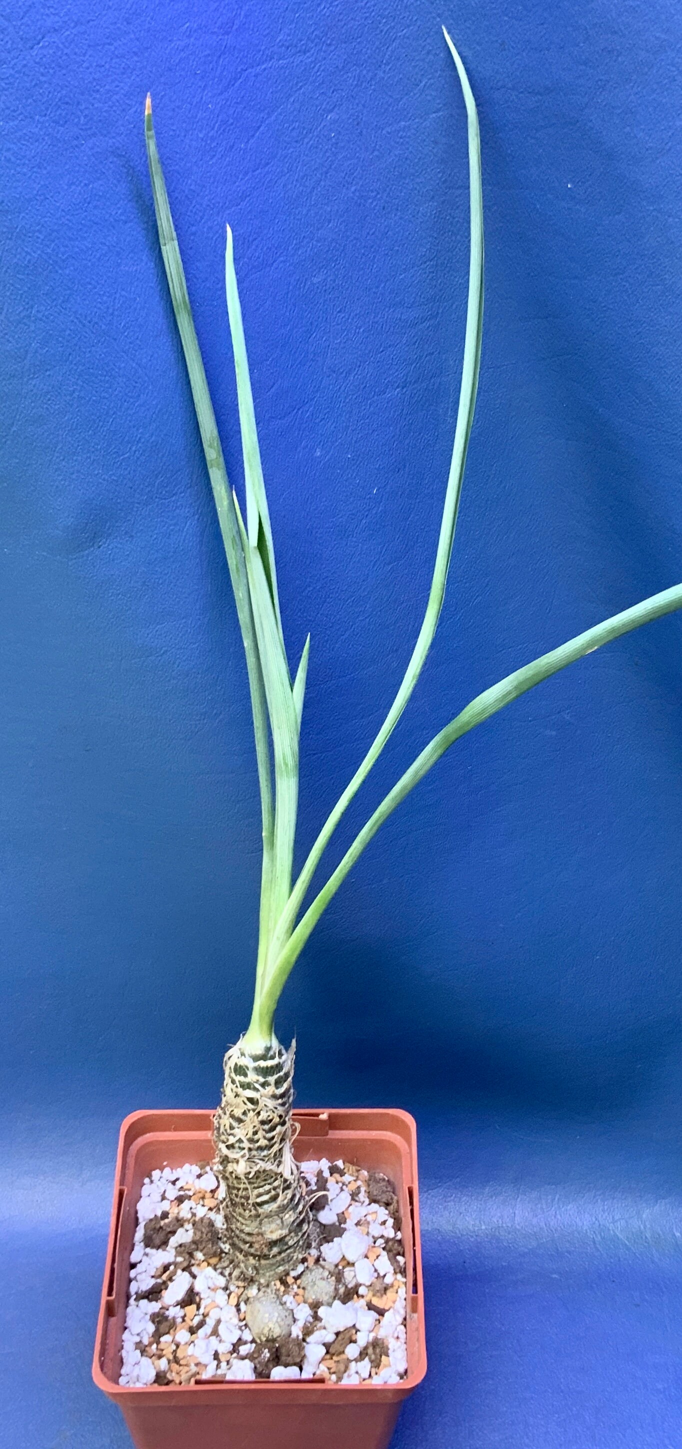 5 Ways to Keep Trachyandra Plants Healthy And Happy