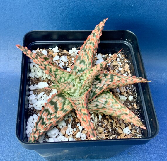 Aloe firecracker Shown in a 4 Pot 1828 Etsy