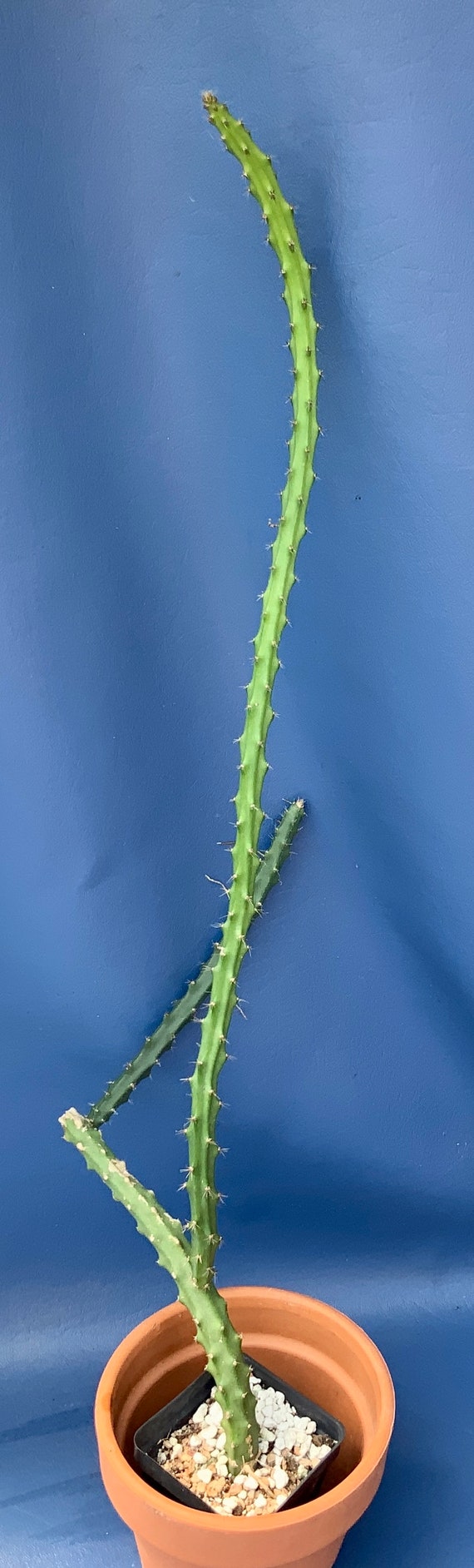 Selenicereus Hamatus Shown in a 4 Pot 1258 Etsy UK