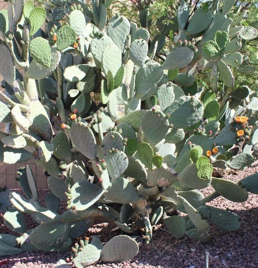Opuntia Prickly Pear Cactus Cuttings. Lot of 2 Pads 1 Each Etsy