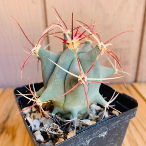 One live, small size, Emory&#39;s Barrel cactus, also known as Traveler&#39;s Friend cactus. Ferocactus emoryi. Planting instructions included.
