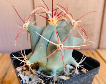 One live, small size, Emory's Barrel cactus, also known as Traveler's Friend cactus. Ferocactus emoryi. Planting instructions included.