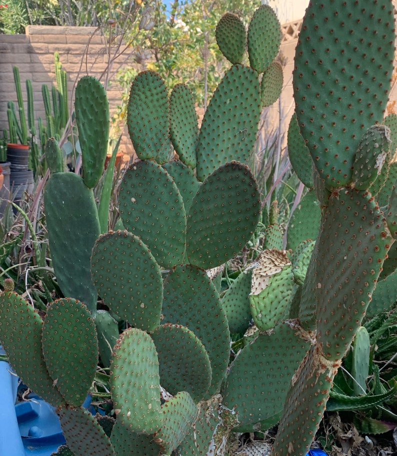 Opuntia Microdasys Rufida Cactus Cuttings. Common Name Etsy
