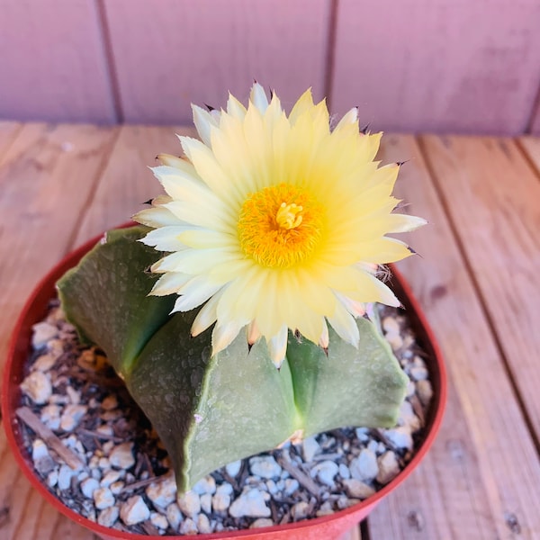 One live, Astrophytum Myriostigma Variety ‘Nudum’ - Bishop’s Cap / Hat, Mitre, Star Cactus / Succulent. Planting instructions included.