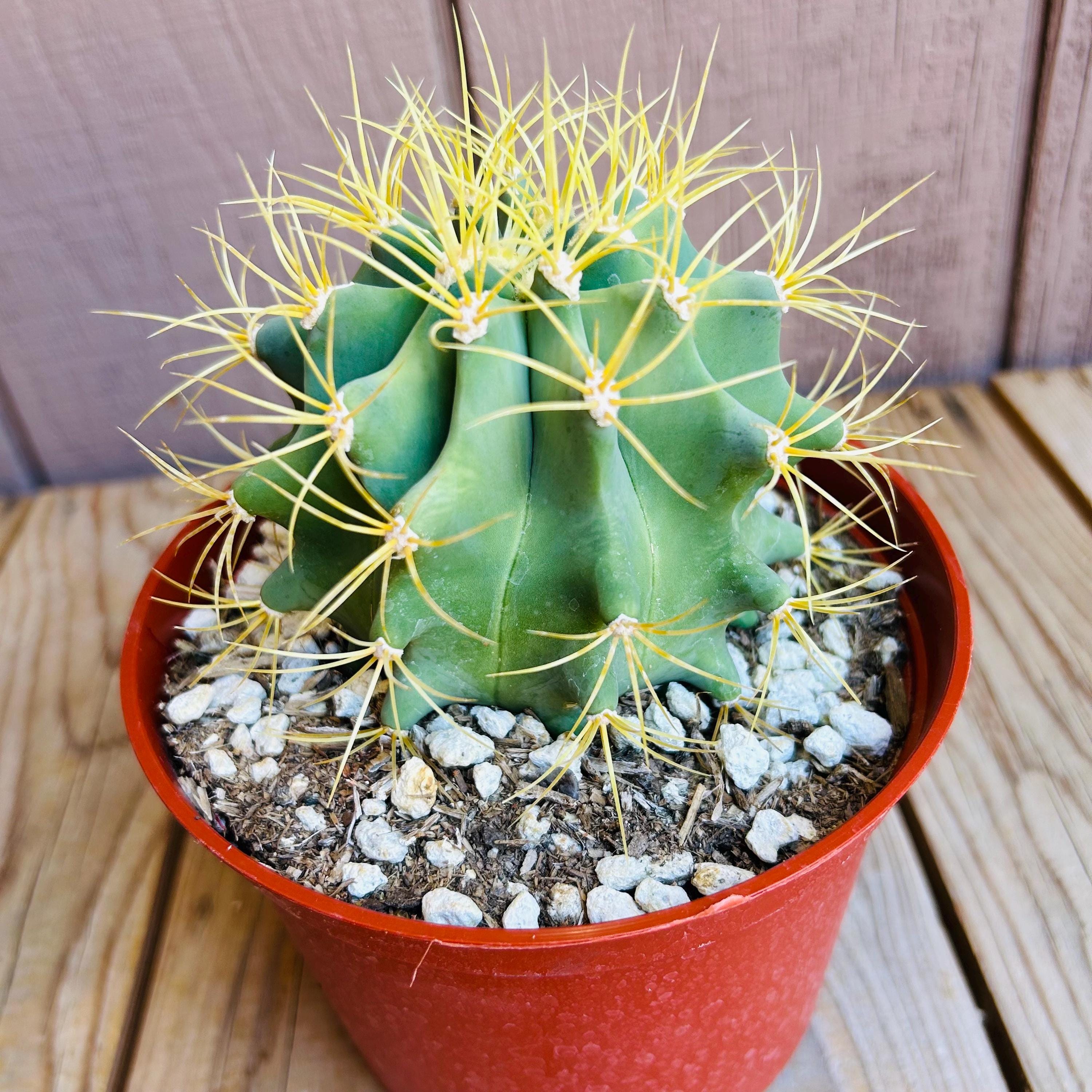 Biznaga Cactus Plant - Etsy