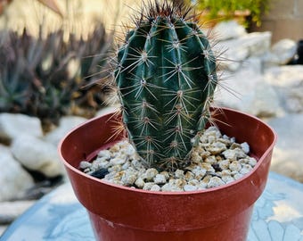 Live, rooted Saguaro cactus!  Carnegiea gigantia.  Seed grown - 4” in height!  Beautiful Giant Sahuaro!