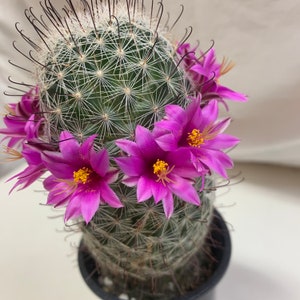 May include: A close-up of a flowering cactus. The cactus is green with white spines and topped with vibrant magenta flowers with yellow centers. The plant is in a black pot, set against a white background.