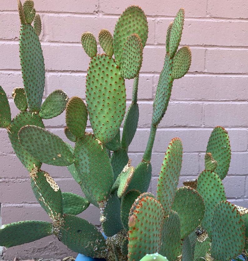 Opuntia Microdasys Rufida Cactus Cuttings. Common Name Etsy