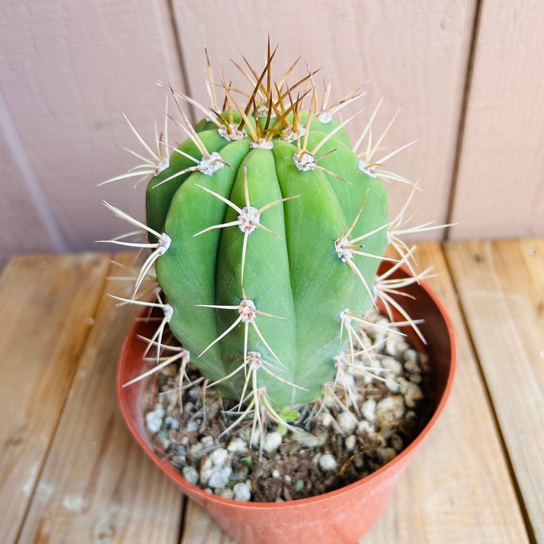 OldPuebloEmporium Argentine Saguaro Cactus
