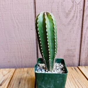 Op de afbeelding: Een groene cactus met witte stekels die groeit in een groene plastic pot. De cactus is lang en slank met een puntige top.