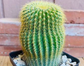 One live Parodia (Notocactus) leninghausii cactus, also known as Lemon Ball or Yellow Tower cactus.  Planting instructions included.