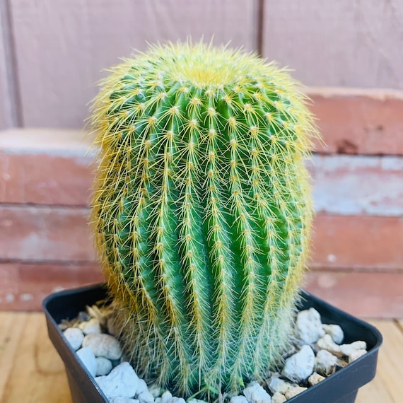 One Live, 4 Tall Parodia (notocactus) Leninghausii Cactus, AKA Lemon Ball  or Yellow Tower Cactus. Planting Instructions Included. - Etsy