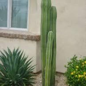 Op de afbeelding: Drie hoge, groene cactussen die in een tuin groeien. De cactussen staan voor een witte stucmuur en een raam.