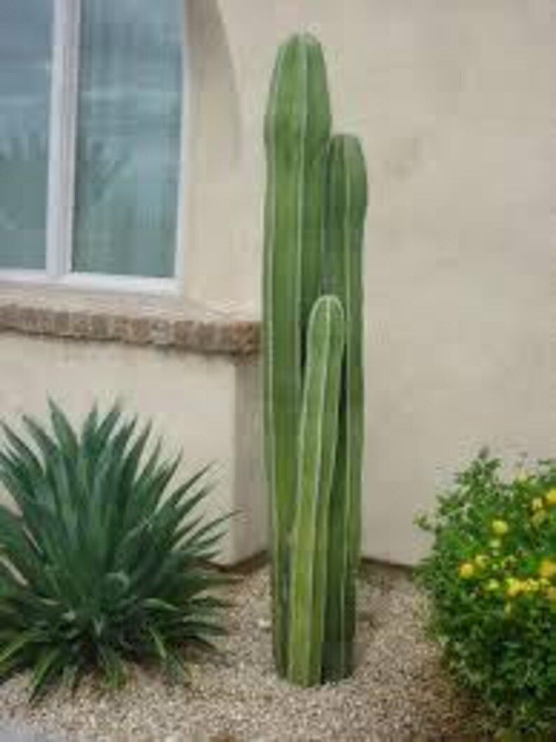 Op de afbeelding: Drie hoge, groene cactussen die in een tuin groeien. De cactussen staan voor een witte stucmuur en een raam.