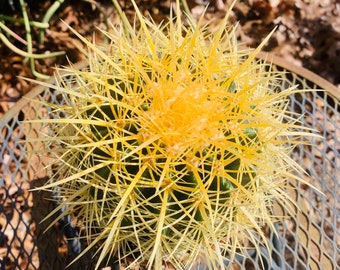 One live, medium size Golden Barrel cactus. Also known as Mother-in-Law's Cushion and Golden Ball cactus.  Planting instructions included.