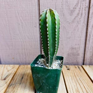 Op de afbeelding: Een groene cactus met witte stekels die groeit in een groene plastic pot. De cactus is lang en slank met een puntige top.