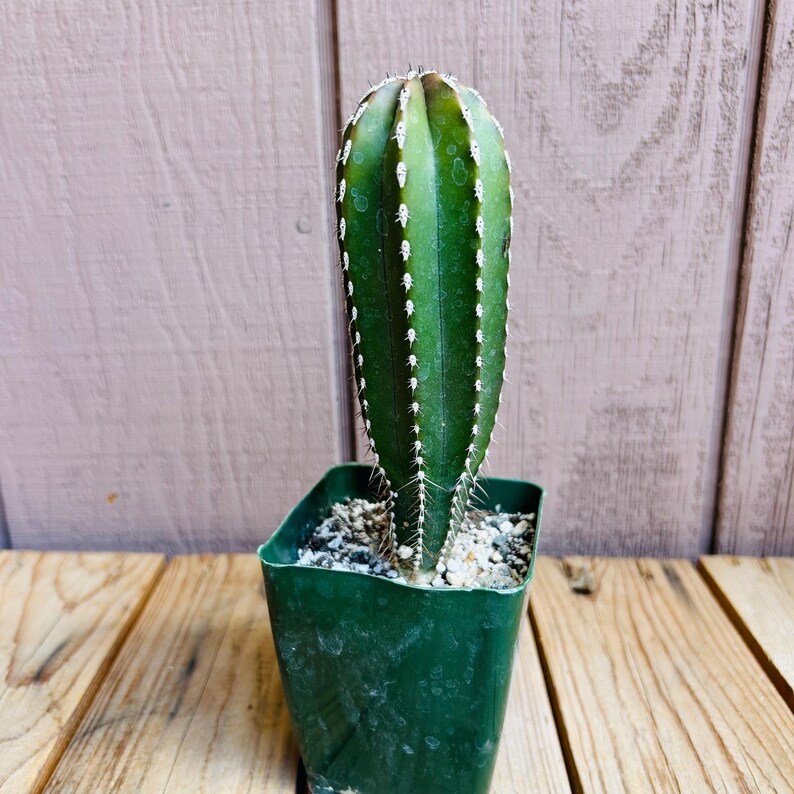Op de afbeelding: Een groene cactus met witte stekels die groeit in een groene plastic pot. De cactus is lang en slank met een puntige top.