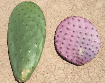 Opuntia Prickly Pear cactus cuttings. Lot of 2 pads - 1 each Violaceae (purple Santa Rita), Ficus Indica (spineless / Indian / Barbary Fig).