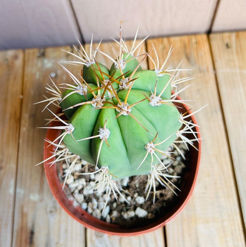 OldPuebloEmporium Argentine Saguaro Cactus - Thumbnail 4