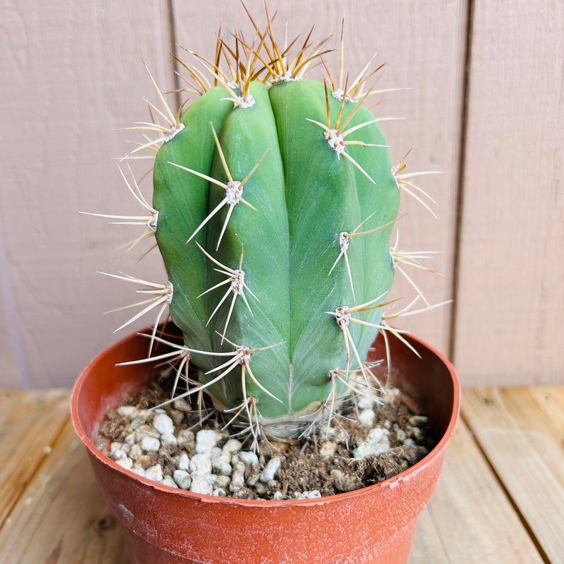 OldPuebloEmporium Argentine Saguaro Cactus - Thumbnail 2