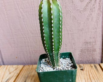 Mexican Fencepost Cactus Stenocereus Marginatus Live Rooted Plant Approx 6” Tall