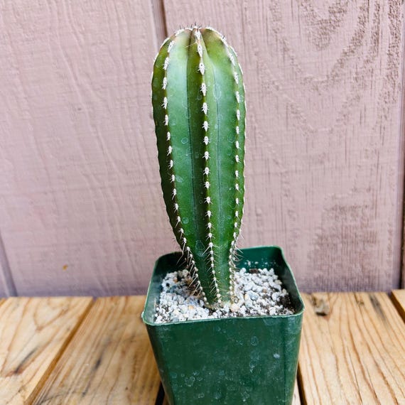 Mexican Fencepost Cactus Stenocereus Marginatus Live Rooted Plant Approx 6” Tall