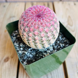 May include: A vibrant, pink-topped cactus with white and pink spines, potted in a small green square container. The cactus sits on a bed of dark soil and small white stones, set against a wooden background.