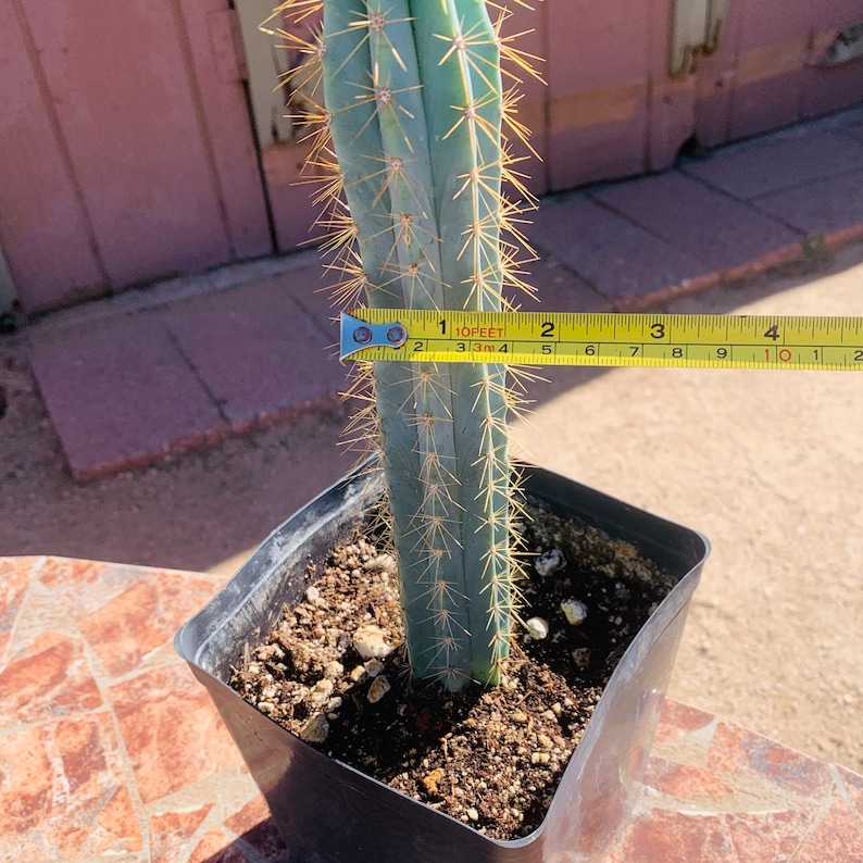 Blue Torch Cactus - Thumbnail 2