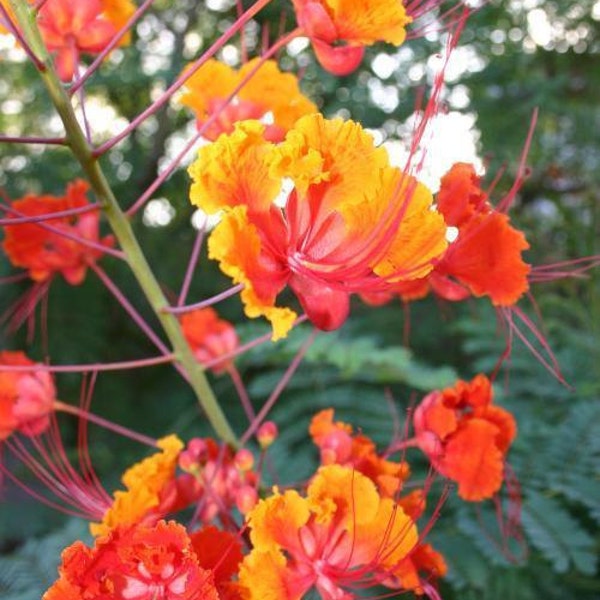 Caesalpinia Pulcherrima plant seeds. Common name Red Bird of Paradise.  Arizona Southwest desert landscape shrub. Various quantities.