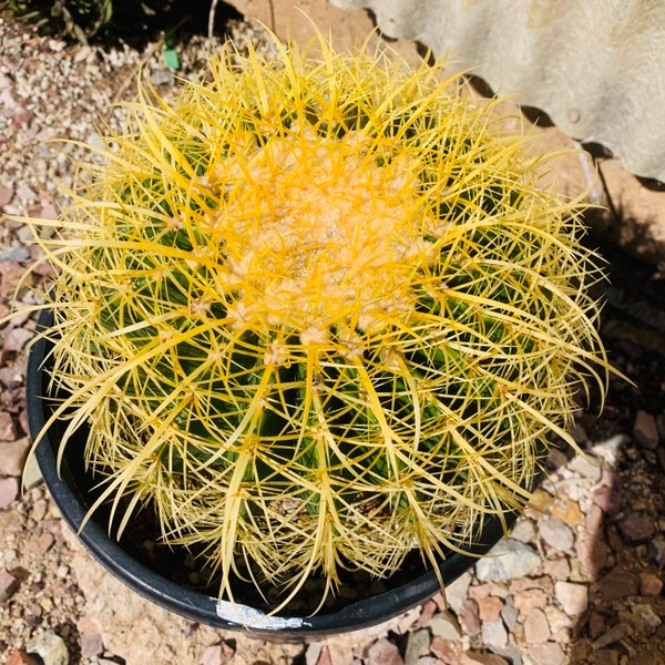 One live, large Golden Barrel cactus, also known as Mother-in-Law's Cushion and Golden Ball cactus. Echinocactus grusonii.