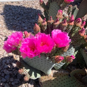 Opuntia basilaris prickly pear cactus cutting. Common name: Beavertail Prickly Pear Cactus. Pink flowers. Planting instructions included.