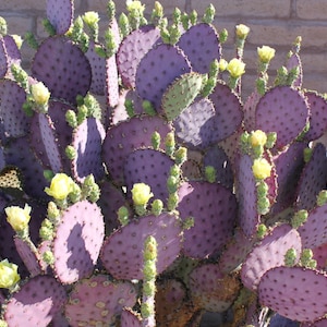 Opuntia violaceae prickly pear cactus cutting. Common name Purple / Santa Rita Prickly Pear Cactus. Planting instructions included. image 4